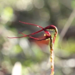 Acianthus caudatus at Woodlands, NSW - suppressed