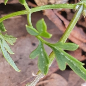 Clematis leptophylla at Gundaroo, NSW - 19 Sep 2022 01:26 PM