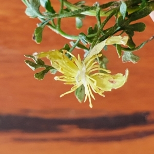 Clematis leptophylla at Gundaroo, NSW - 19 Sep 2022
