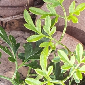 Clematis leptophylla at Gundaroo, NSW - 19 Sep 2022 01:26 PM