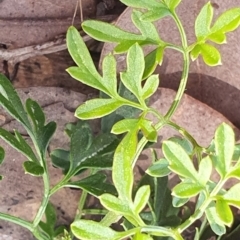Clematis leptophylla at Gundaroo, NSW - 19 Sep 2022