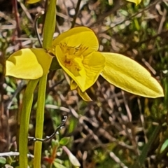 Diuris chryseopsis (Golden Moth) at Gundaroo, NSW - 19 Sep 2022 by Gunyijan