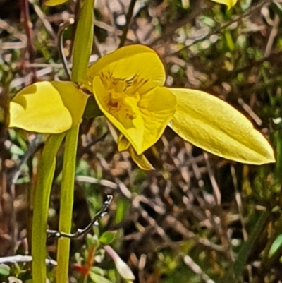 Diuris chryseopsis (Golden Moth) at Gundaroo, NSW - 19 Sep 2022 by Gunyijan