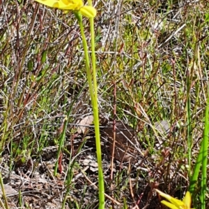 Diuris chryseopsis at Gundaroo, NSW - 19 Sep 2022