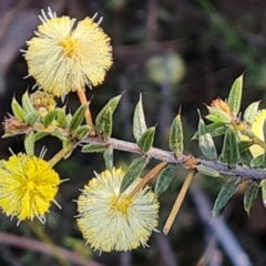 Acacia gunnii (Ploughshare Wattle) at Jerrabomberra, ACT - 19 Sep 2022 by Mike