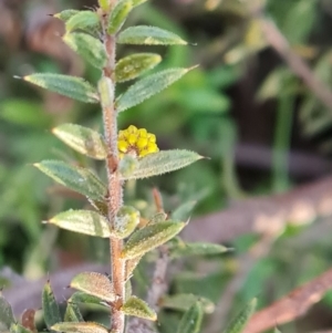 Acacia gunnii at Jerrabomberra, ACT - 19 Sep 2022