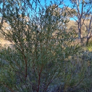 Daviesia mimosoides at Jerrabomberra, ACT - 19 Sep 2022