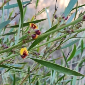 Daviesia mimosoides at Jerrabomberra, ACT - 19 Sep 2022