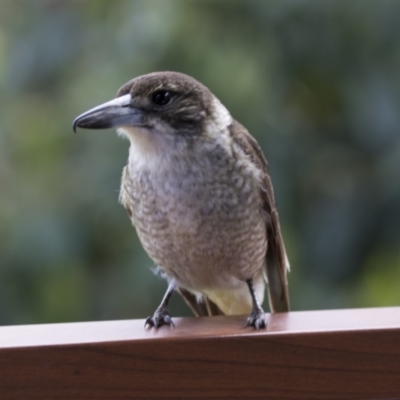 Cracticus torquatus (Grey Butcherbird) at Higgins, ACT - 18 Sep 2022 by AlisonMilton