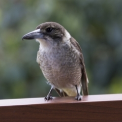 Cracticus torquatus (Grey Butcherbird) at Higgins, ACT - 17 Sep 2022 by AlisonMilton