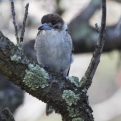 Cracticus torquatus at Higgins, ACT - 18 Sep 2022