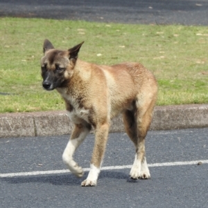 Canis lupus at Hawks Nest, NSW - 19 Sep 2022 10:06 AM