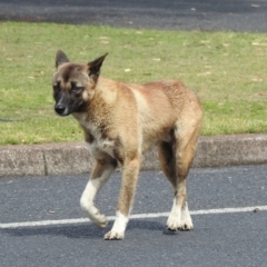 Canis lupus (TBC) at Hawks Nest, NSW - 19 Sep 2022 by GlossyGal