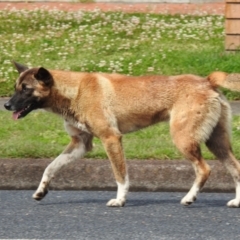 Canis lupus at Hawks Nest, NSW - 19 Sep 2022 10:06 AM