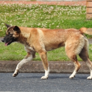 Canis lupus at Hawks Nest, NSW - 19 Sep 2022 10:06 AM