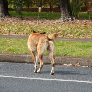 Canis lupus at Hawks Nest, NSW - 19 Sep 2022 10:06 AM