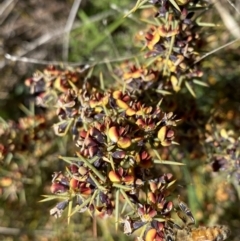 Daviesia genistifolia (Broom Bitter Pea) at Hackett, ACT - 19 Sep 2022 by NedJohnston