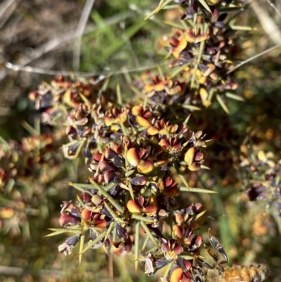 Daviesia genistifolia (Broom Bitter Pea) at Hackett, ACT - 19 Sep 2022 by Ned_Johnston