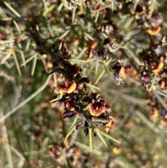 Daviesia genistifolia at Hackett, ACT - 19 Sep 2022