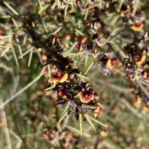 Daviesia genistifolia at Hackett, ACT - 19 Sep 2022 12:07 PM