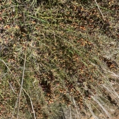 Daviesia genistifolia at Hackett, ACT - 19 Sep 2022