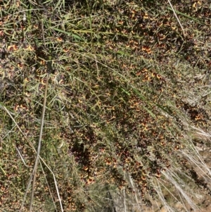 Daviesia genistifolia at Hackett, ACT - 19 Sep 2022