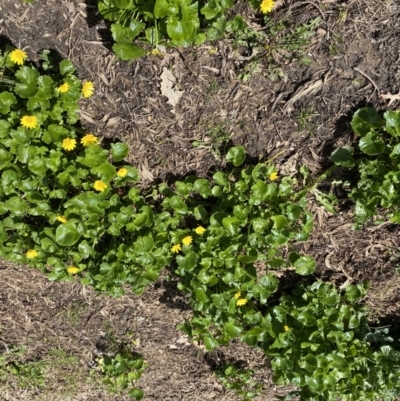 Ficaria verna (Lesser Celandine) at Hackett, ACT - 19 Sep 2022 by NedJohnston