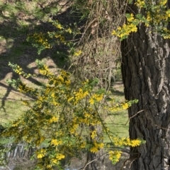 Genista monspessulana at Ainslie, ACT - 19 Sep 2022