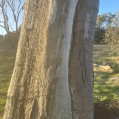 Eucalyptus blakelyi (Blakely's Red Gum) at Aranda Bushland - 19 Sep 2022 by lbradley