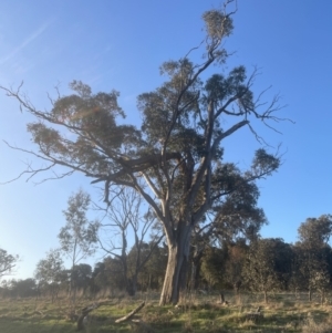 Eucalyptus blakelyi at Molonglo Valley, ACT - 19 Sep 2022