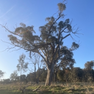 Eucalyptus blakelyi at Aranda Bushland - 19 Sep 2022