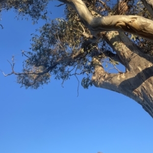 Eucalyptus blakelyi at Molonglo Valley, ACT - 19 Sep 2022