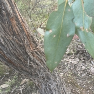 Eucalyptus macrorhyncha at Aranda, ACT - 19 Sep 2022