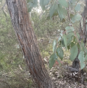 Eucalyptus macrorhyncha at Aranda Bushland - 19 Sep 2022