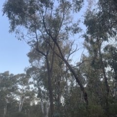Eucalyptus macrorhyncha at Aranda, ACT - 19 Sep 2022
