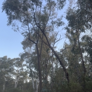 Eucalyptus macrorhyncha at Aranda, ACT - 19 Sep 2022