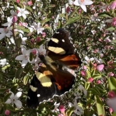 Vanessa itea (Yellow Admiral) at Murrumbateman, NSW - 19 Sep 2022 by SimoneC