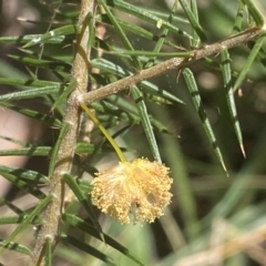 Acacia ulicifolia at Watson, ACT - 19 Sep 2022 12:12 PM