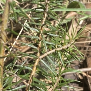 Acacia ulicifolia at Watson, ACT - 19 Sep 2022 12:12 PM