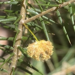 Acacia ulicifolia at Watson, ACT - 19 Sep 2022 12:12 PM