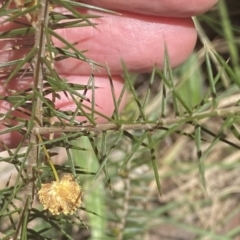 Acacia ulicifolia at Watson, ACT - 19 Sep 2022 12:12 PM