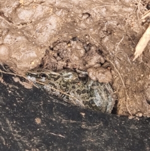 Limnodynastes tasmaniensis at Moncrieff, ACT - 19 Sep 2022