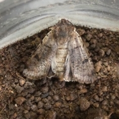 Agrotis porphyricollis (Variable Cutworm) at McKellar, ACT - 11 Sep 2022 by Amata