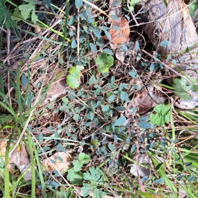 Bossiaea prostrata (Creeping Bossiaea) at Mount Majura - 19 Sep 2022 by abread111