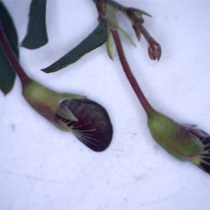 Bossiaea prostrata at Watson, ACT - 19 Sep 2022 10:57 AM