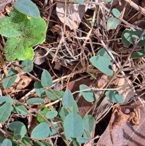 Bossiaea prostrata at Watson, ACT - 19 Sep 2022 10:57 AM