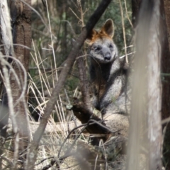 Wallabia bicolor (Swamp Wallaby) at Mount Majura - 18 Sep 2022 by SteveBorkowskis