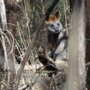 Wallabia bicolor at Watson, ACT - 18 Sep 2022 11:22 AM