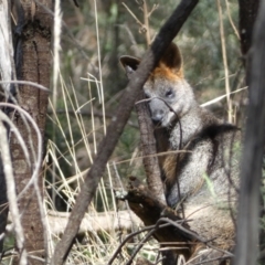 Wallabia bicolor at Watson, ACT - 18 Sep 2022