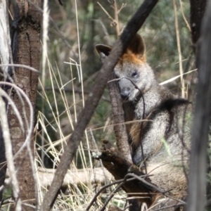 Wallabia bicolor at Watson, ACT - 18 Sep 2022 11:22 AM